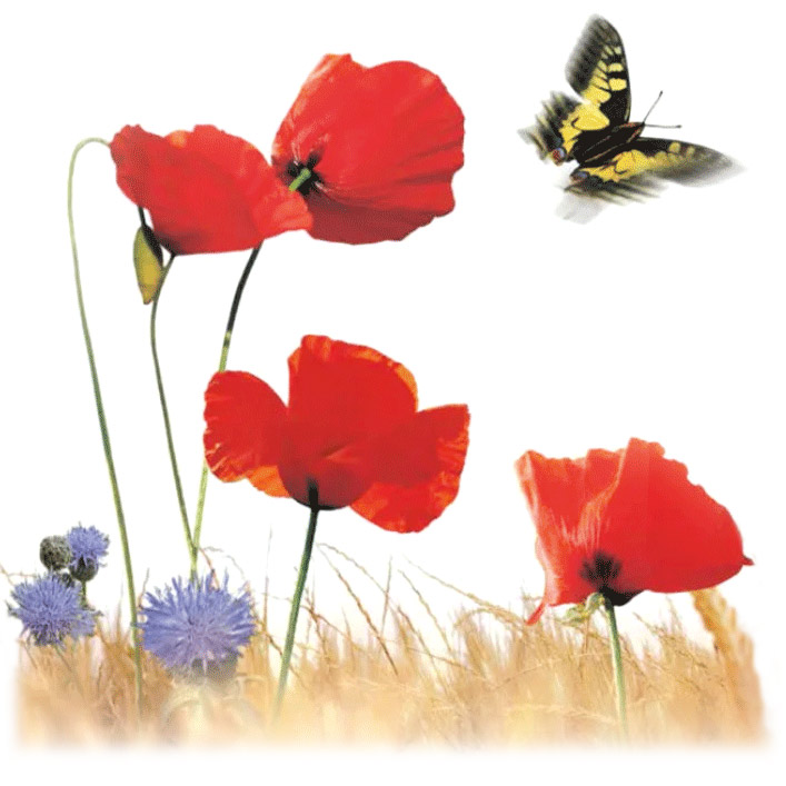 Image de coquelicots